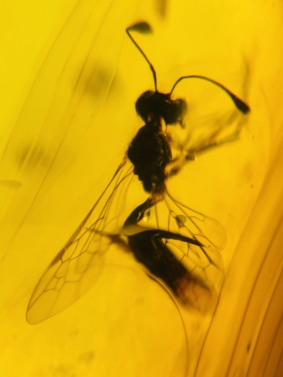 Strange tentacle bee burmite Cretaceous Amber fossil dinosaurs era