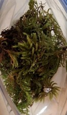 Live Terrarium Moss Assortment  1 Quart Bag  Fresh Pacific Northwest Moss