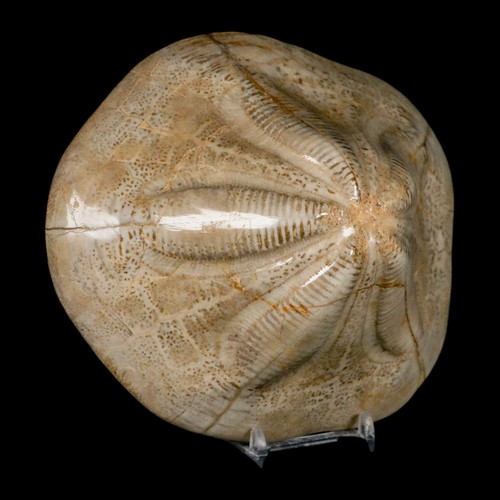 Clypeaster fossile dettagliato 5,9" Altus riccio di mare echinoide Cretaceo Taza - Foto 5 di 10