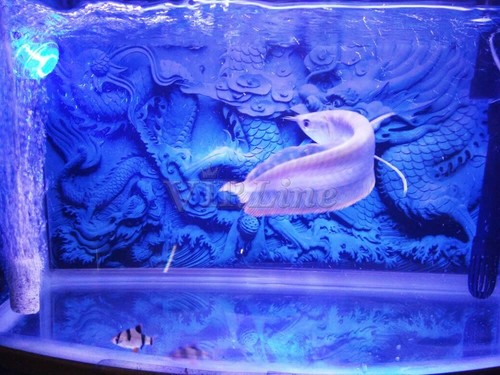 Póster de fondo de acuario relieve azul dragón PVC pecera decoración paisaje - Imagen 6 de 7