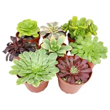 Aeonium Succulent Pack 4" | Set of 2/4/6/8/10 Unique Succulent Plants