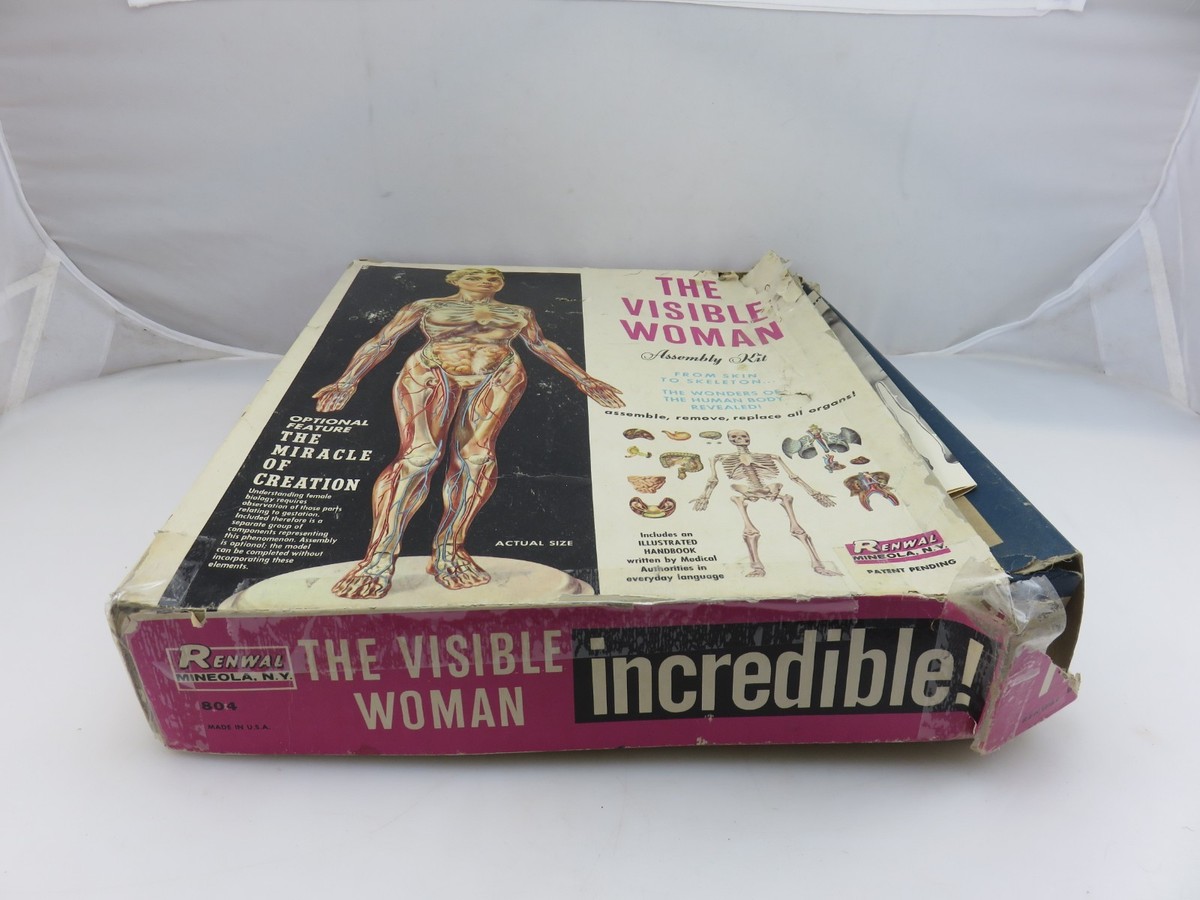 当時物 絶版プラモデル RENWAL 人体模型 VISIBLE WOMAN s-l1200.jpg