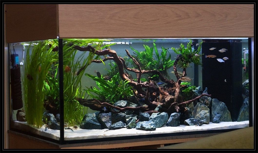 Fish Tank Stone Aquarium Rock Decoration Natural Ideal for Malawi GREEN ...