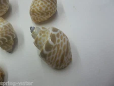  sea shell lot of 6 Babylonia for crafts or aquairium nautical decor uniform