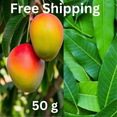 Mango Leaves Dried Organic Natural Leaf Quality Herbal Fresh Leaves 50g