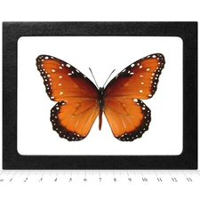 Danaus gilippus monarch mimic queen butterfly Arizona USA framed