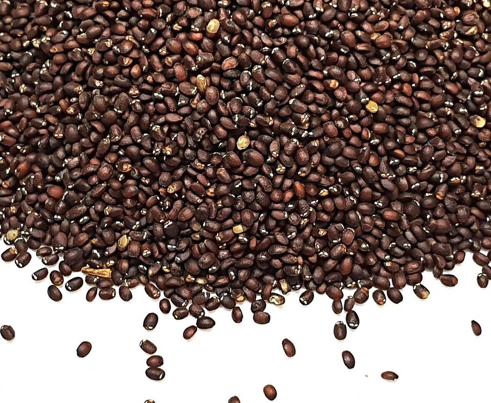 Semillas de hierba gatera reales, hierba gatera, irresistibles para gatos - Imagen 3 de 3