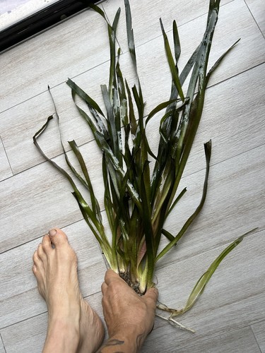 15 Gigantic Monsters Jungle Val Plants - Live Aquarium Pond Plants
