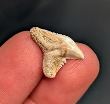Unique Tiger Shark Tooth South Carolina Quality Fossil