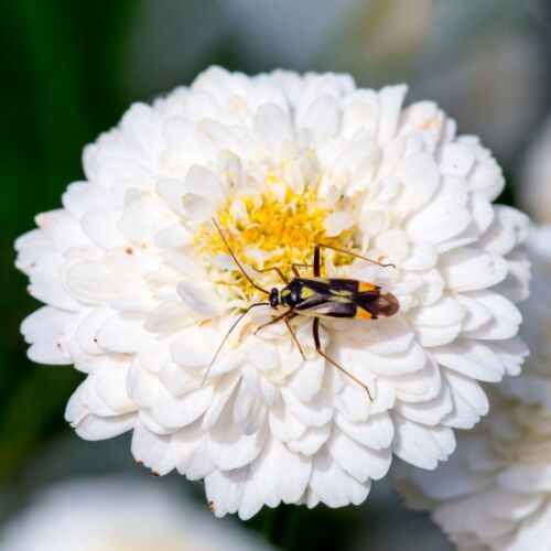 Organic Roman Chamomile - Essential Oil, 100% Pure, Undiluted | 1/6 Fl Oz | 5ml - Picture 8 of 8