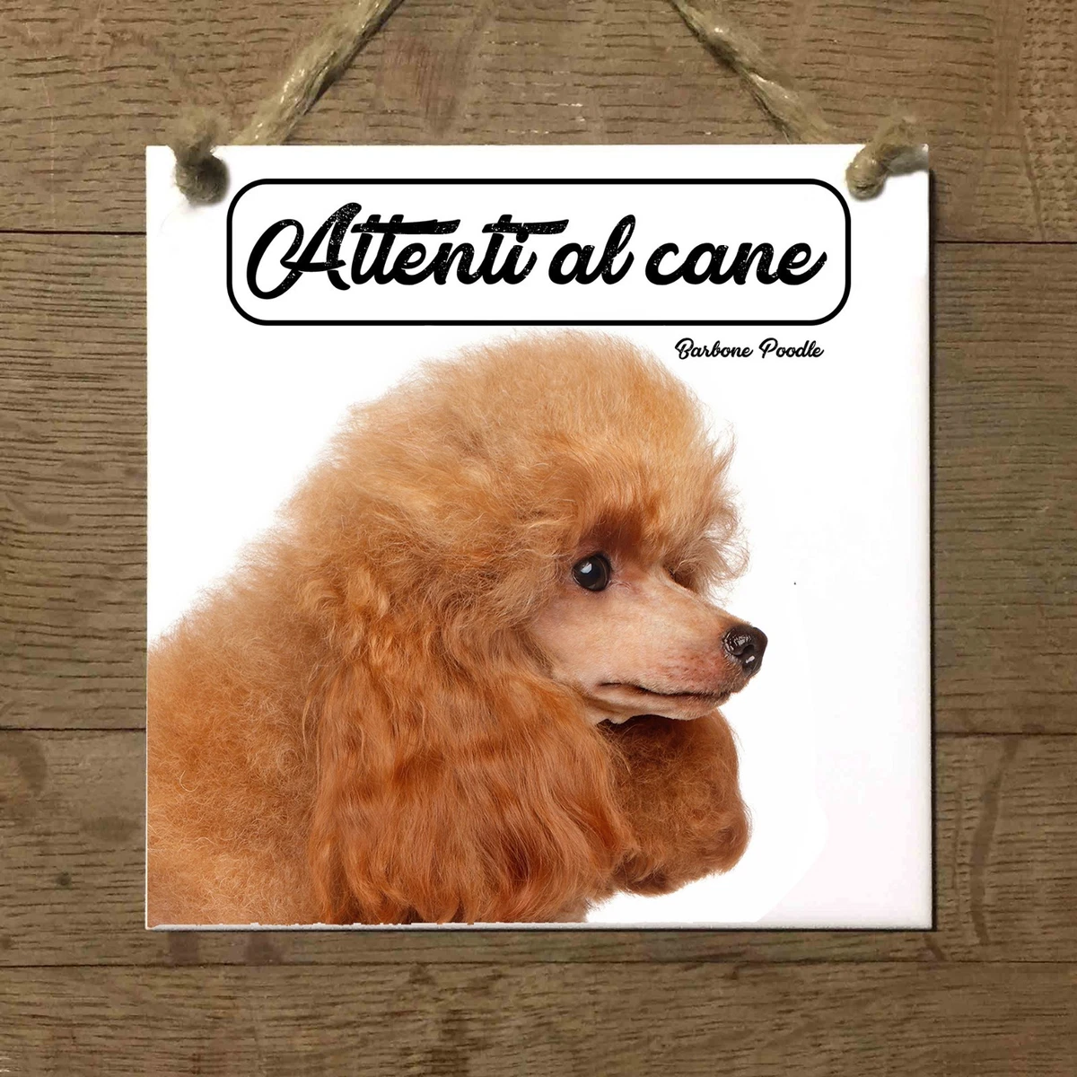 Targa poodles store