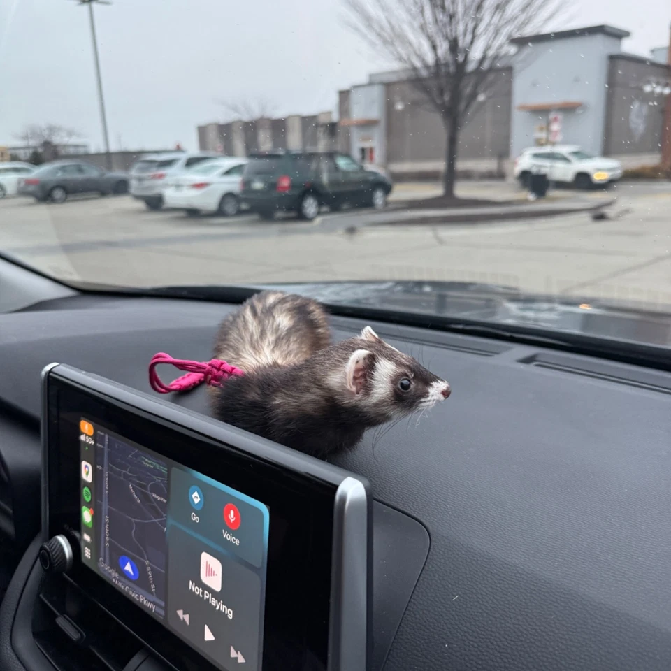 Figura 8 Arnés Hurón - Paracord, Ajustable, Ligero, Duradero -NUEVO DISEÑO Foto 4 de 4