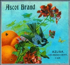 Azusa Ascot BlueBird Bird and Flowers Orange Citrus Fruit Crate Label Art Print