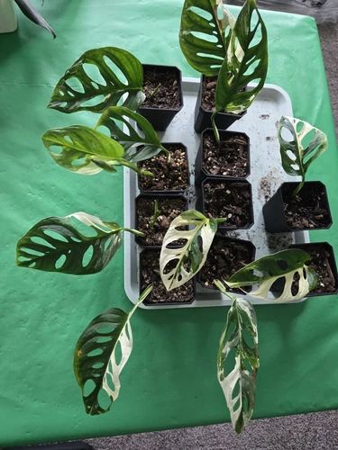 Monstera Adansonii  Albo 