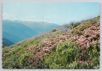 Postcard Washington Olympic National Park 4x6