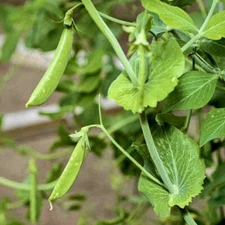 30 Sugar Snap Pea Seeds|Pod Peas| Vegetable Garden HEIRLOOM NON-GMO|