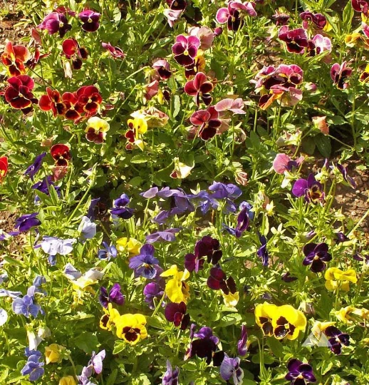 125 semillas de flores Pansy 'Swiss Giants Mix' Viola wittrockiana Foto 2 de 2