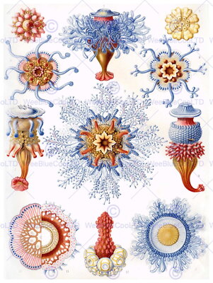 87514 ANEMONES BIOLOGY ERNST HAECKEL GERMANY VINTAGE Decor Wall Print Poster
