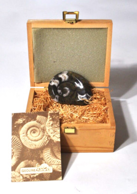 Goniatites of the Saraha Desert Devonian Period Authentic Fossil in Box w/COA