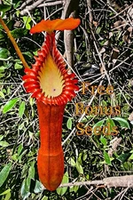 (Limited Supply) 50 Nepenthes Edwardsiana Seeds Harvested in California 