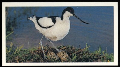 Tabakkarte, Grandee, Britains Endangered Wildlife, 1984, Avocet, #18