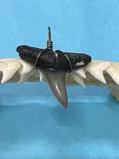 SHARK TOOTH PENDANT…7/8 Inch Fossilized LEMON Shark Tooth from Venice Florida 