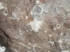 Natural Crinoid Fossils Death Bed Cluster Slab Plate Orodovician - Arkansas 27lb — photo 4