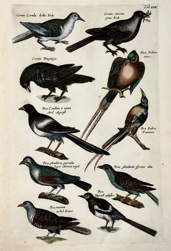 1657 Crows, Magpies, M. Merian, folio with hand coloured engravings - Picture 2 of 4