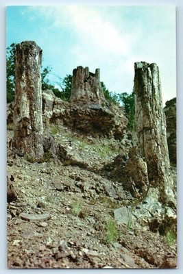 c1960 Yellowstone Wyoming WY Postcard Tree Stumps Specimen Ridge Rock Formation