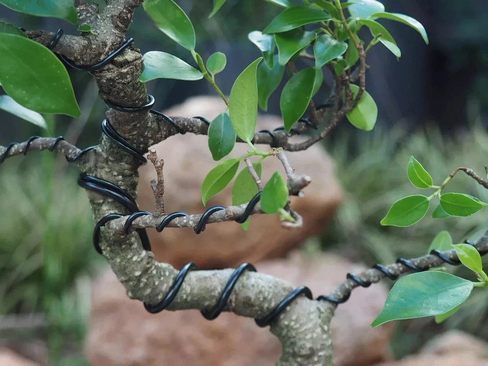 Alambre de entrenamiento de bonsái de aluminio anodizado de 2,0 mm 250 g rollo grande 95 pies - Elige... Foto 3 de 4