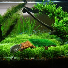 Turtle Floating Platform Basking Rocks Decorative Turtle Ramp Platform