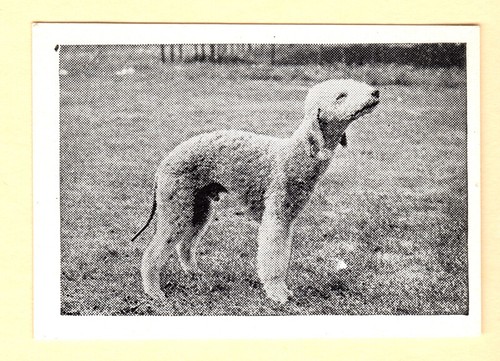 BEDLINGTON TERRIER DOG SERIES NO. 35 ADVERTISING TRADE CARD CANDY NOVELTY