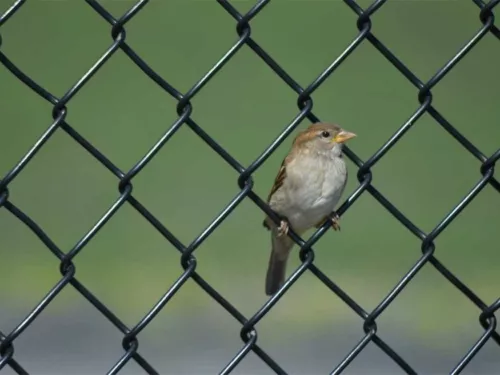 Chain Wire Mesh Fence PVC coated chainlink NEW Chain link 12m x 1800mm high - Picture 10 of 11