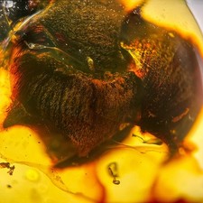 Burmese Amber Fossil: 99 Million Year Old Plant Inclusion