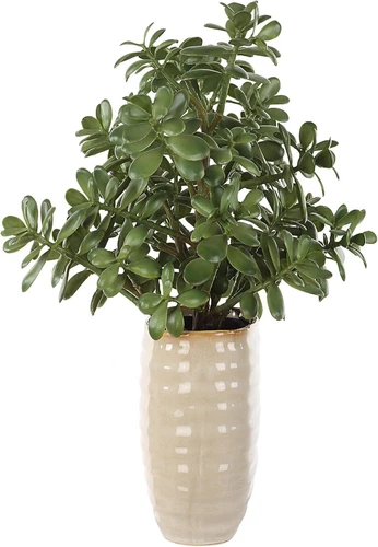 Crassula Jade Planter - 23.5" Tall, 18" Wide Decorative Accent - Picture 3 of 5