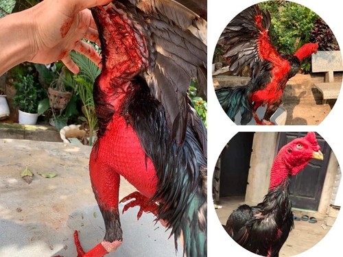 Red Turmeric Powder Strengthens Muscles Nourish Skin Healthy Chicken 50g - 第 11/12 張圖片