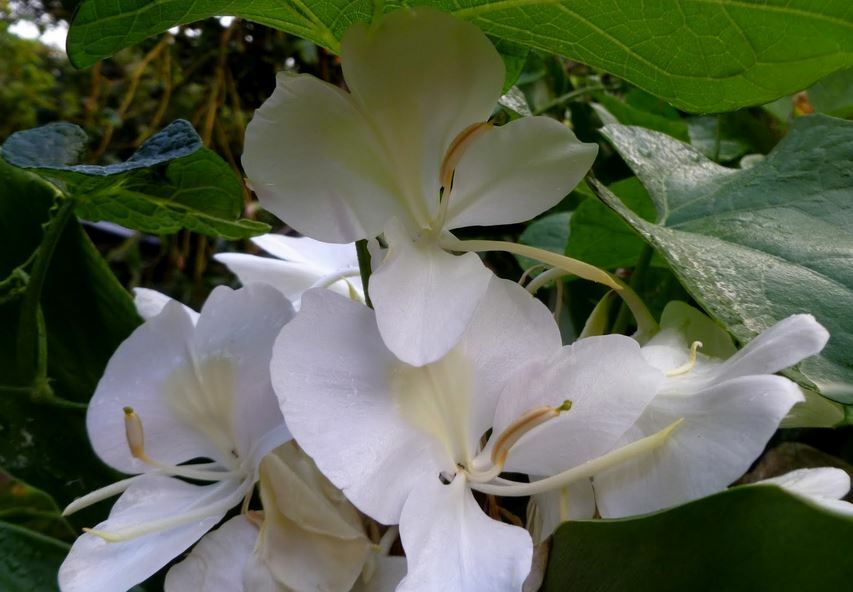 Hawaiian White Ginger Starter Plant Root (Hedychium Coronarium) - 1 Root, Grown In Hawaii