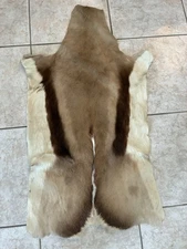 South African Tanned Springbok Skin, Springbok Hide, 35x21  inches, taxidermy