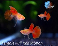 2 Female - ABINO FULL RED RIBBONS - Live Aquarium Guppy Fish High Quality
