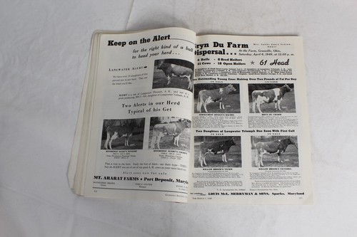 Guernsey Breeders Journal March 1, 1946 Cow Calf Bull Farms Cattle Dairy Ads - Imagen 12 de 20