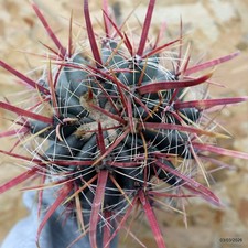 K254 FEROCACTUS special price, no ariocarpus, no aztekium