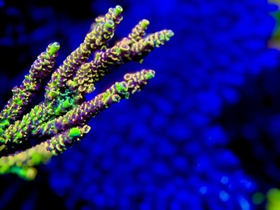 POTO Outerworlds - Live Coral Frag SPS/Acropora