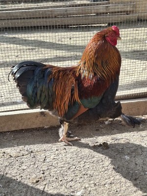 Ships FREE 12 All Brahmas No Bull  Hatching Eggs from brahmas only flock. NPIP