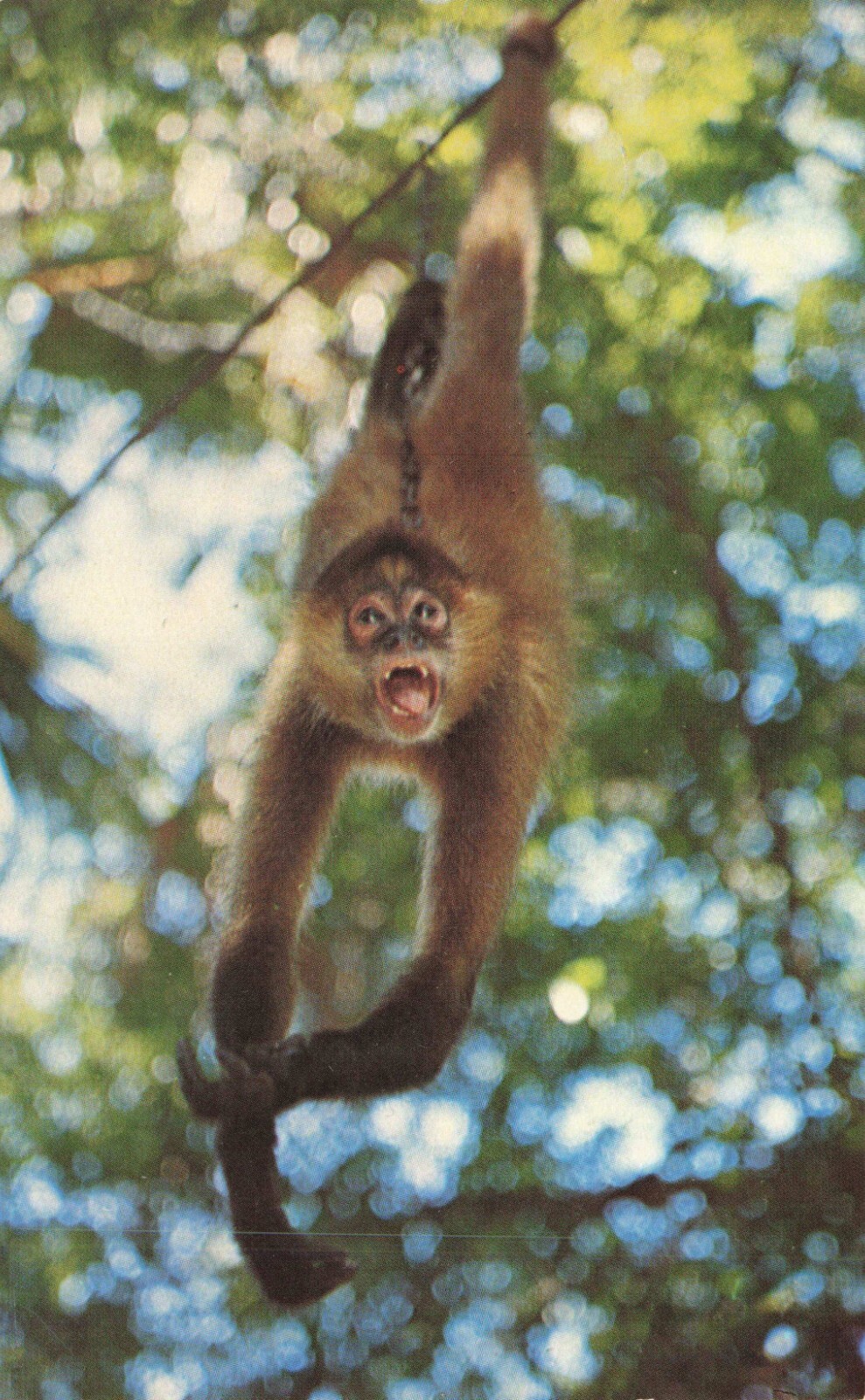 Postcard Spider Monkey Hanging From Vine eBay