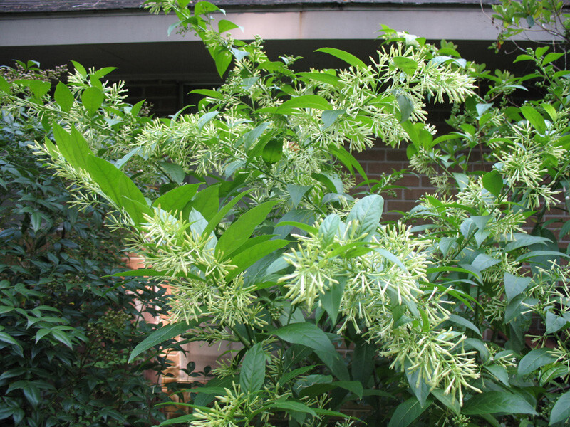 Live Night Blooming Jasmine Plant (Cestrum Nocturnum) - Intensely Fragrant Starter Plant