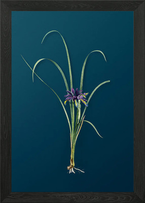 Grasblättrige Iris gerahmtes Wandbild Poster Leinwanddruck Bild