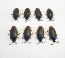 8 REALISTIC FAKE COCKROACHES LARGE CREEPY COCK ROACH BUGS PRANK GAG GIFT