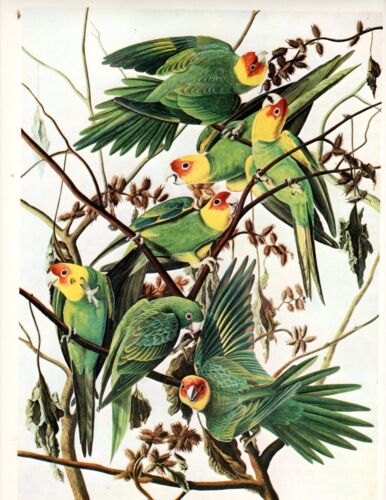 AUDUBON's Carolina Parrot (Paroquet)  antique 1940 Lithograph - Picture 1 of 1