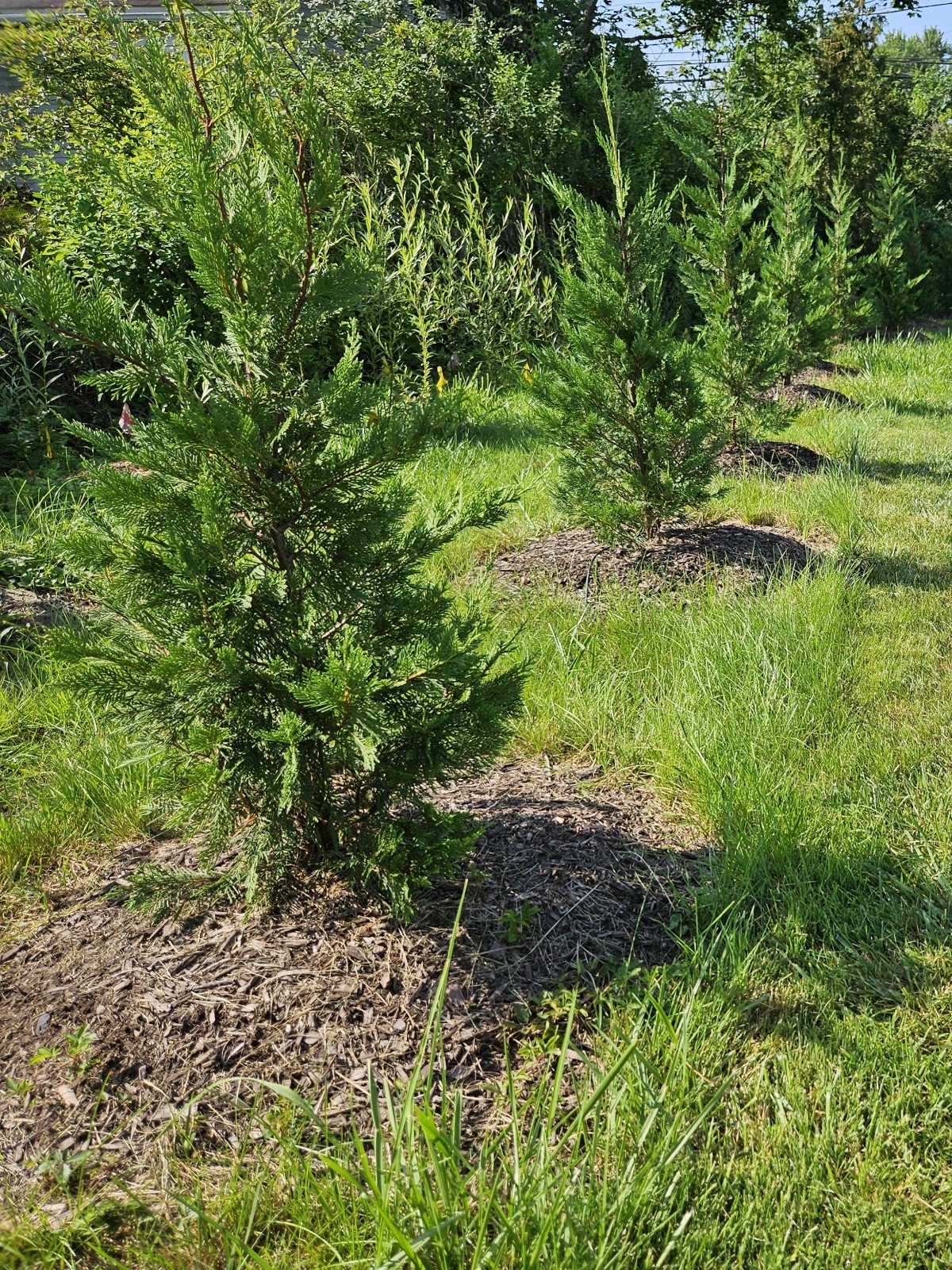 Fast Draining Mix, Indoor Outdoor,  Organic, Soil-less, Peat-Free, 12 Quarts