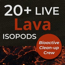20 Lava Isopods Porcellio scaber   Bioactive Clean Up Crew   High Quality